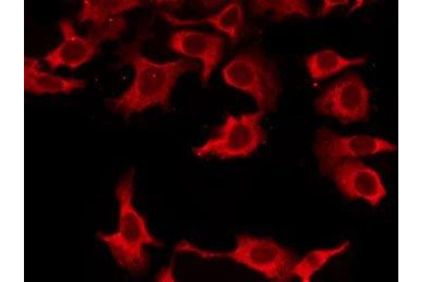 OR8K3 antibody  (C-Term)