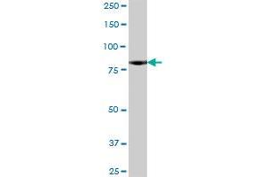 NCDN MaxPab polyclonal antibody. (NCDN antibody  (AA 1-729))