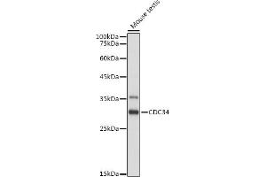 Western blot analysis of extracts of Mouse testis, using CDC34 antibody (ABIN6131558, ABIN6138257, ABIN6138258 and ABIN6221114) at 1:1000 dilution. (CDC34 antibody  (AA 1-236))