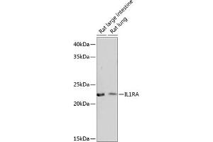 Western blot analysis of extracts of various cell lines, using IL1RA Rabbit mAb (ABIN7267971) at 1:1000 dilution. (IL1RN antibody)
