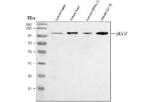 Western blot analysis of Ogfr using anti-Ogfr antibody (ABIN7600657).