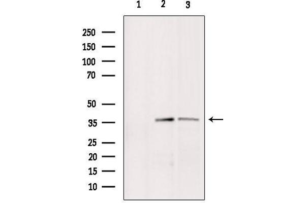 BNIP2 antibody  (Internal Region)