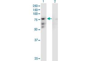 Western Blot analysis of CENPB expression in transfected 293T cell line by CENPB MaxPab polyclonal antibody. (CENPB antibody  (AA 1-599))