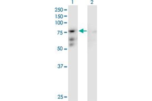 CENPB anticorps  (AA 1-599)