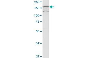 COLEC12 antibody  (AA 101-200)