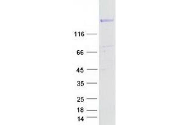 RAPGEF6 Protein (Myc-DYKDDDDK Tag)