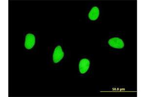 Immunofluorescence (IF) image for anti-RNA Binding Motif, Single Stranded Interacting Protein 2 (RBMS2) (AA 308-407) antibody (ABIN562607)