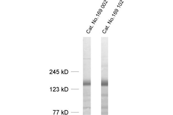 LIPA3 antibody  (AA 463-604)