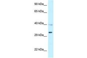 Image no. 1 for anti-Tumor Necrosis Factor Receptor Superfamily, Member 14 (TNFRSF14) (AA 118-167) antibody (ABIN6747535) (HVEM antibody  (AA 118-167))