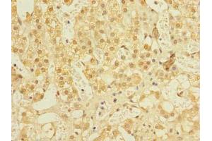 Immunohistochemistry of paraffin-embedded human adrenal gland tissue using ABIN7161600 at dilution of 1:100 (NIF3L1 antibody  (AA 1-377))