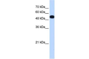 UGP2 antibody used at 0. (UGP2 antibody  (N-Term))
