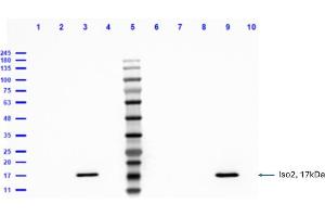 Western blot analysis of Anti-Feimin (isoform 2).