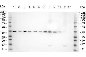 Western Blot of Rabbit anti-SMAD3 pS423 pS425 antibody. (SMAD3 antibody  (pSer423, pSer425))
