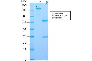 SDS-PAGE Analysis Purified EpCAM Rabbit Recombinant Monoclonal Antibody (EGP40/2571R). (Recombinant EpCAM antibody  (Extracellular Domain))