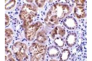 Immunohistochemistry (IHC) image for anti-C1q and Tumor Necrosis Factor Related Protein 1 (C1QTNF1) (N-Term) antibody (ABIN1031330) (C1QTNF1 antibody  (N-Term))