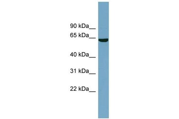 SLC5A8 antibody  (Middle Region)
