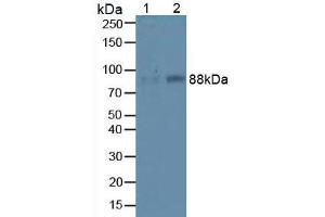 Western blot analysis of (1) Mouse Liver Tissue and (2) Mouse Lung Tissue. (ITGB1 antibody  (AA 454-714))