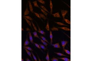 Immunofluorescence analysis of L929 cells using C18orf8 antibody (ABIN7266379) at dilution of 1:100. (C18orf8 antibody  (AA 1-300))