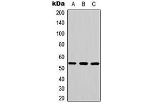 Western blot analysis of JNK2 expression in K562 (A), mouse brain (B), rat brain (C) whole cell lysates.