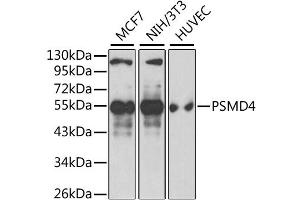 Western blot analysis of extracts of various cell lines, using PSMD4 antibody. (PSMD4/ASF antibody)