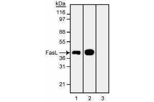 Western blot analysis of Fas Ligand (FasL). (FASL antibody)