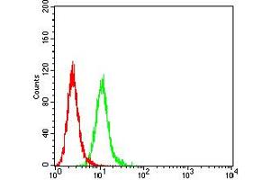 Flow cytometric analysis of HeLa cells using ALDH1A1 mouse mAb (green) and negative control (red). (ALDH1A1 antibody  (AA 1-110))