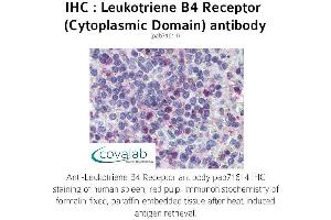 Image no. 1 for anti-Leukotriene B4 Receptor (LTB4R) (2nd Cytoplasmic Domain) antibody (ABIN1736421)