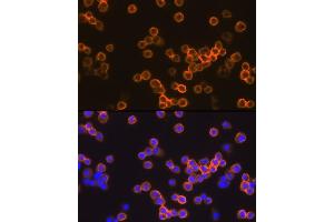 Immunofluorescence analysis of Raw264 7 cells using EMR1 Rabbit pAb (ABIN3021857, ABIN3021858, ABIN3021859 and ABIN6216234) at dilution of 1:100 (40x lens). (F4/80 antibody  (AA 21-290))