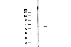 Western blot analysis of lysates from PC12 cells(UV,30 min treatment), using GPR182 Antibody at 1/1000 dilution.