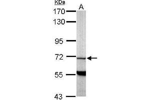 WB Image Sample (50 ug of whole cell lysate) A: Mouse brain 7. (PDE9A antibody  (N-Term))