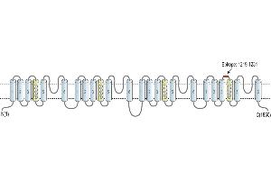 Representative domain view of the target of ABIN7884826.