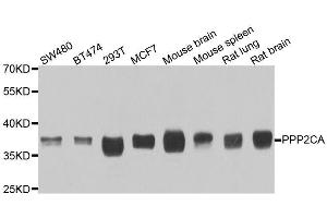 Western blot analysis of extracts of various cell lines, using PPP2CA antibody.