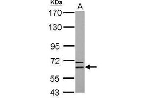 WB Image Sample (30 ug of whole cell lysate) A: U87-MG 7. (CPNE6 antibody)