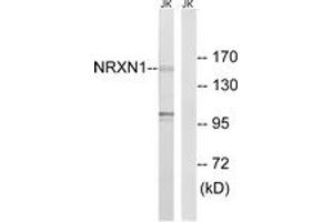 Western blot analysis of extracts from Jurkat cells, using NRXN1 Antibody. (Neurexin 1 antibody  (AA 502-551))