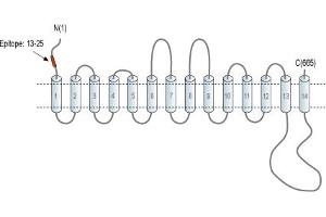 Representative domain view of the target of ABIN7885501.