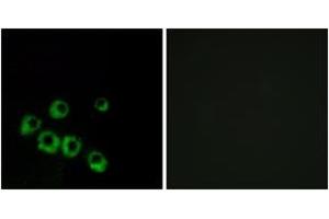 Immunofluorescence analysis of MCF7 cells, using VIPR1 Antibody. (VIPR1 antibody  (AA 332-381))