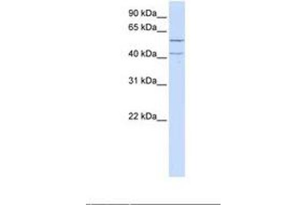 LRRC23 antibody  (AA 74-123)