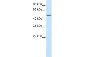 Western Blotting (WB) image for anti-Zinc Finger Protein 823 (ZNF823) antibody (ABIN2460604) (ZNF823 antibody)