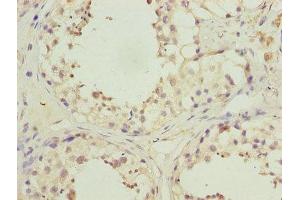 Immunohistochemistry of paraffin-embedded human testis tissue using ABIN7163973 at dilution of 1:100 (KCND1 antibody  (AA 410-647))