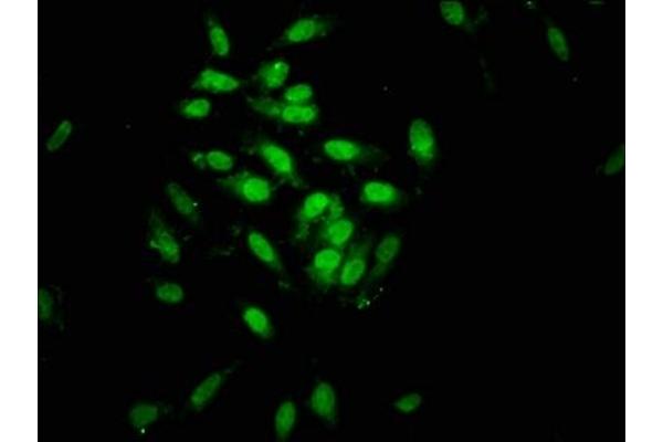 SIN3B antibody  (AA 705-769)
