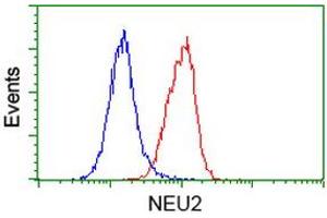 Flow cytometric Analysis of Hela cells, using anti-NEU2 antibody (ABIN2454605), (Red), compared to a nonspecific negative control antibody, (Blue).