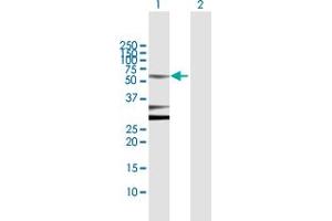Western Blot analysis of POU2F2 expression in transfected 293T cell line by POU2F2 MaxPab polyclonal antibody. (Oct-2 antibody  (AA 1-400))