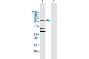 Western Blot analysis of POU2F2 expression in transfected 293T cell line by POU2F2 MaxPab polyclonal antibody.