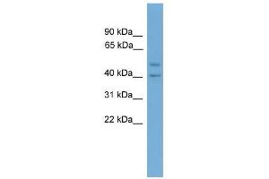 Western Blot showing INHBA antibody used at a concentration of 1-2 ug/ml to detect its target protein. (INHBA antibody  (N-Term))