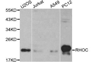 Western blot analysis of extracts of various cell lines, using RHOC antibody. (RHOC antibody)