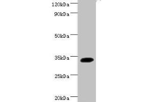 Western blot All lanes: Transcription factor SOX-2 antibody at 2 μg/mL + Mouse kidney tissue Secondary Goat polyclonal to rabbit IgG at 1/15000 dilution Predicted band size: 34 kDa Observed band size: 34 kDa (SOX2 antibody  (AA 1-317))