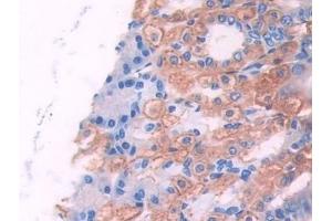 Detection of UMODL1 in Mouse Stomach Tissue using Polyclonal Antibody to Uromodulin Like Protein 1 (UMODL1) (UMODL1 antibody  (AA 34-306))