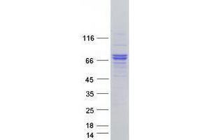 Validation with Western Blot (RNF112 Protein (Myc-DYKDDDDK Tag))