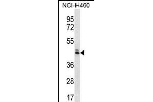 OR52N5 Antibody (C-term) (ABIN656302 and ABIN2845606) western blot analysis in NCI- cell line lysates (35 μg/lane).
