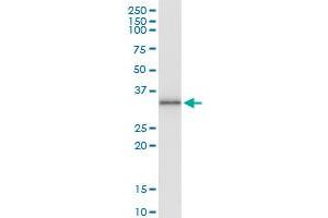 Immunoprecipitation of PIM2 transfected lysate using anti-PIM2 MaxPab rabbit polyclonal antibody and Protein A Magnetic Bead , and immunoblotted with PIM2 purified MaxPab mouse polyclonal antibody (B01P) . (PIM2 antibody  (AA 1-311))